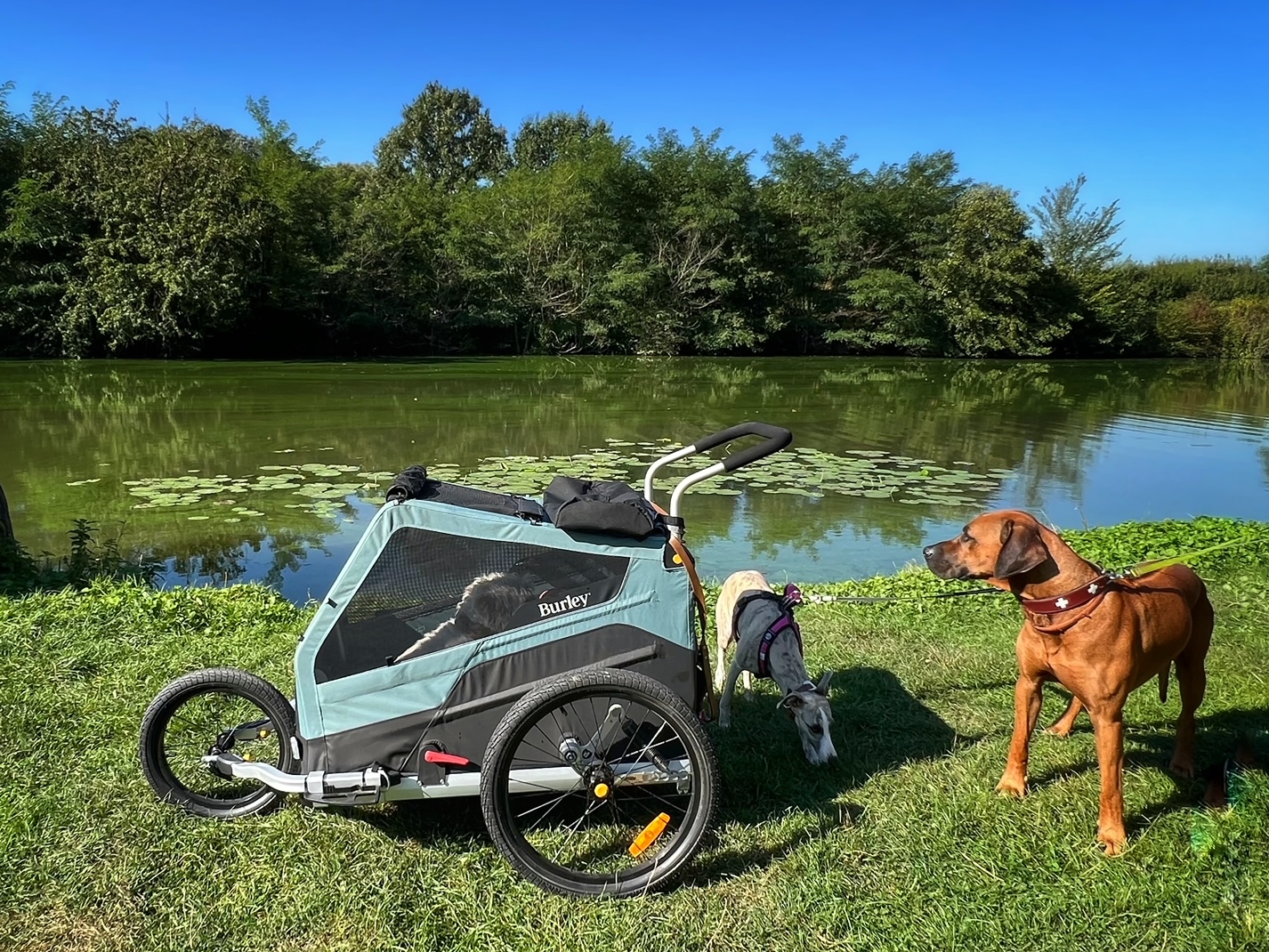 Kocar-pro-psy-burley-bark-ranger-L-3