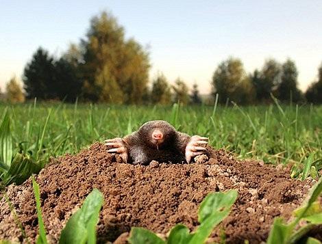 🐾 Jak se zbavit krtků: účinné řešení pro zahradu bez chemie