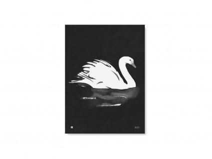 Plagát s motívom labute Swan 50x70