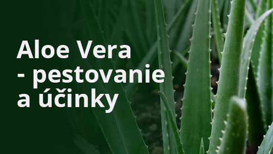 Aloe Vera - pestovanie a účinky