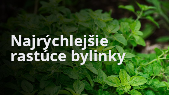 Najrýchlejšie rastúce bylinky