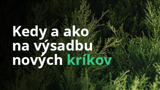 Kedy a ako na výsadbu nových kríkov