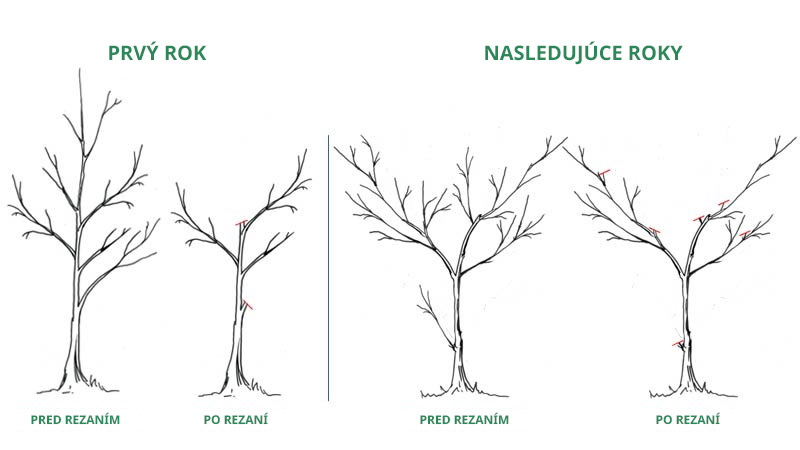 Rez Stromu () Rez Stromu