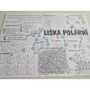 liska-polarni