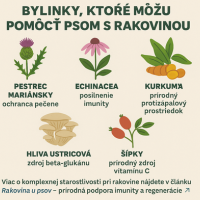 🌿 Bylinky, ktoré môžu pomôcť psom s rakovinou