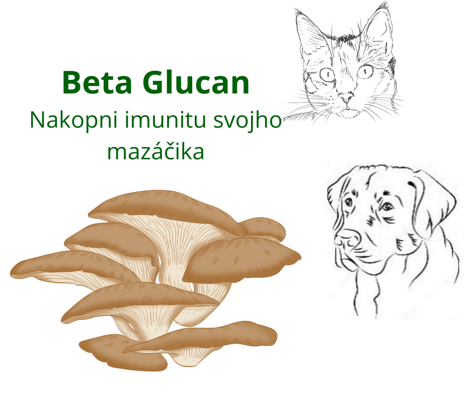 Beta-glukán nielen pre psov a mačky: Ako tento prírodný doplnok výživy môže pomôcť udržať zdravie vášho domáceho miláčika