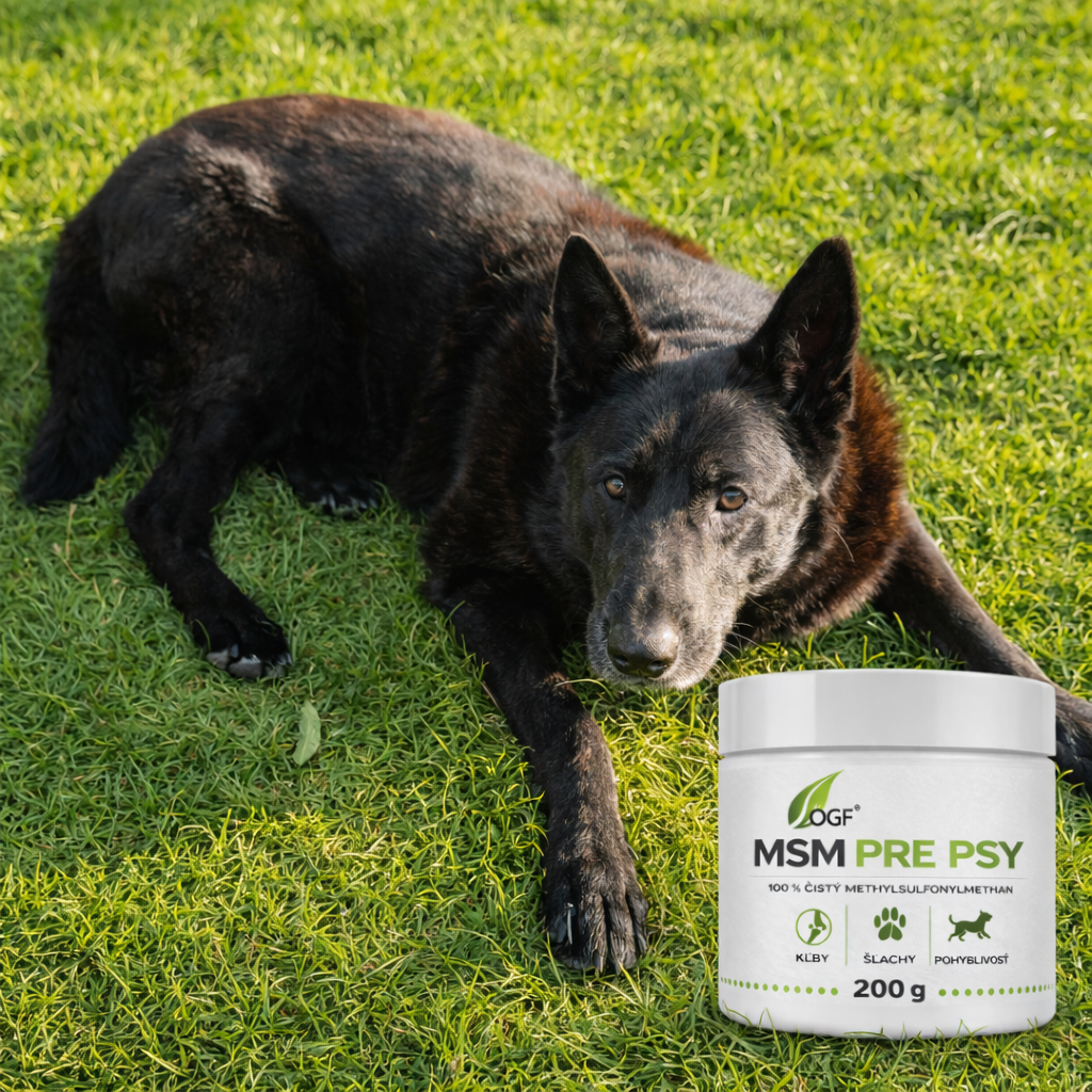 MSM pre psy – účinky, dávkovanie a bezpečné používanie