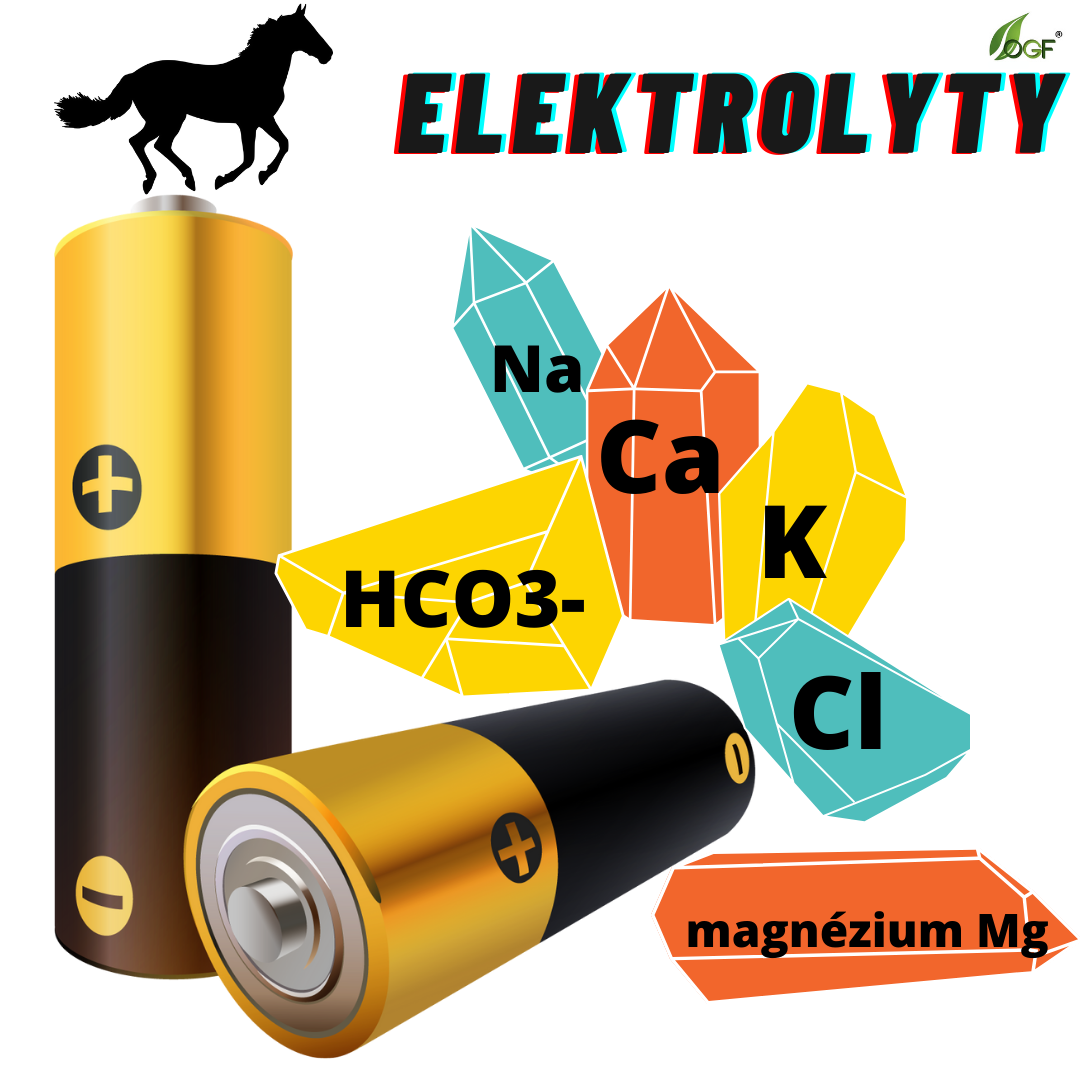 Prečo je koňom v lete dôležité dopĺňať elektrolyty?