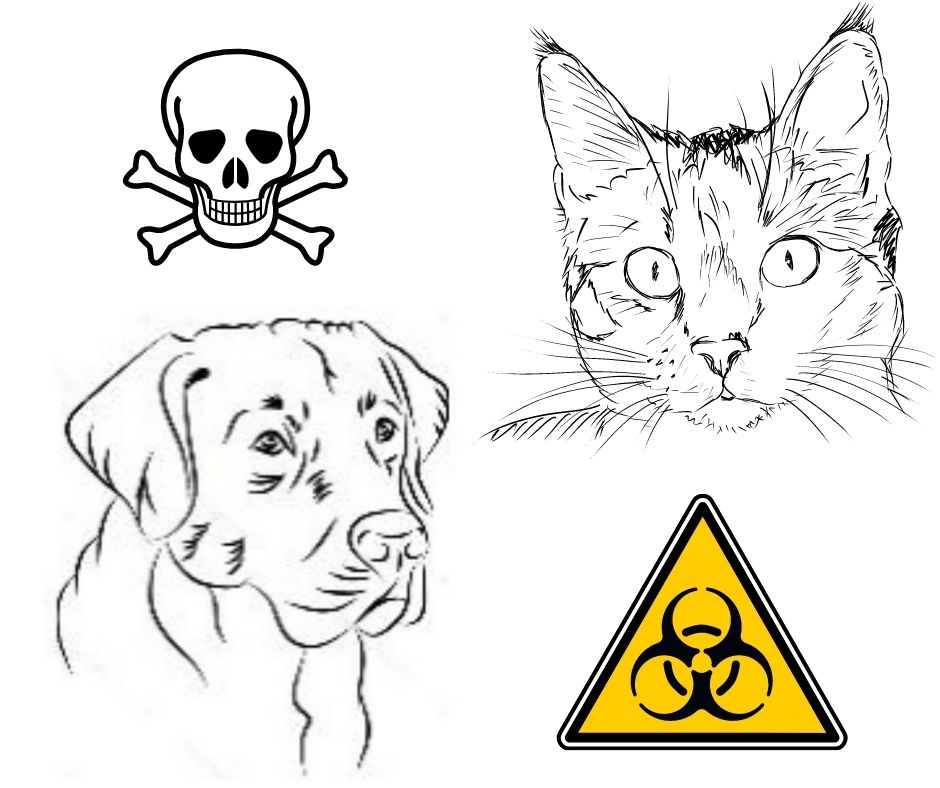 zopár najčastejších vecí / látok / rastlín, pri ktorých dochádza k otravám zvierat  napr. mačke, pes