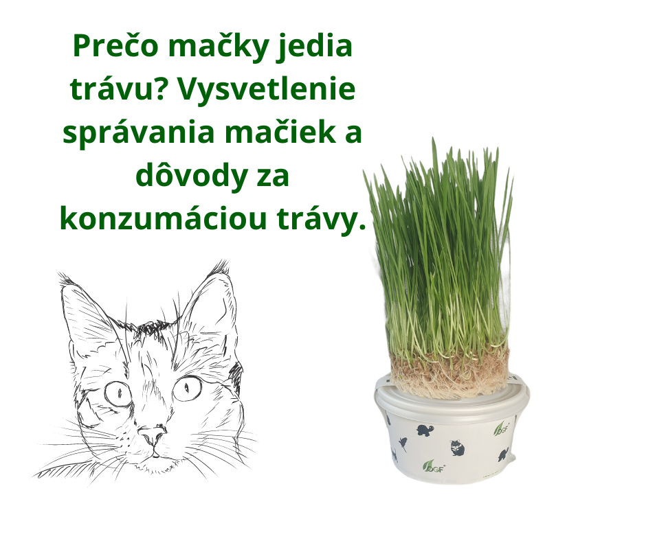 Prečo mačky jedia trávu? Vysvetlenie správania mačiek a dôvody za konzumáciou trávy.
