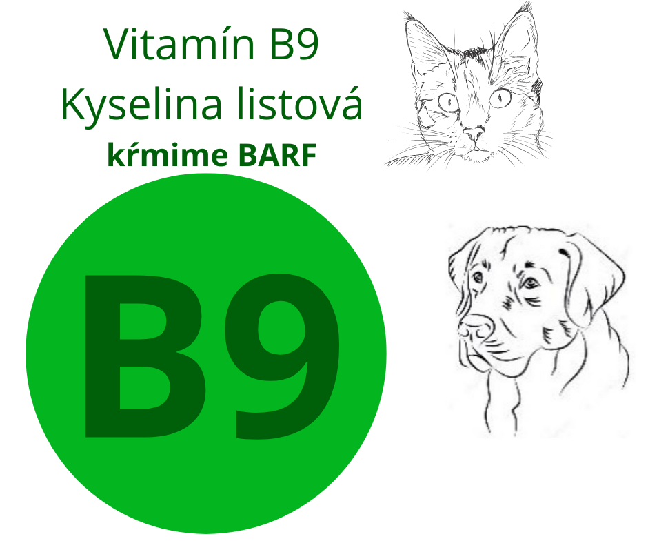 Kyselina listová alebo vitamín B9?