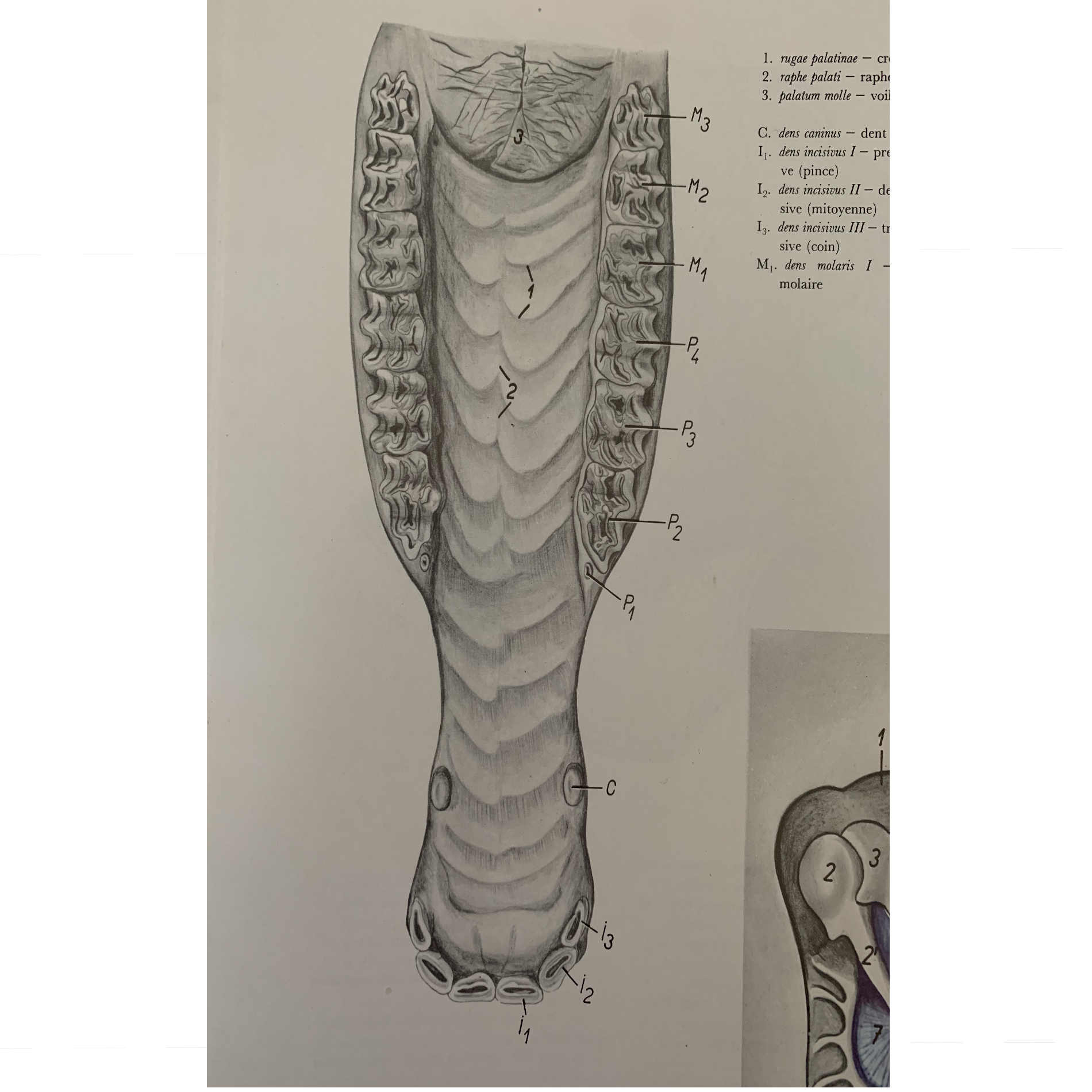 Prečo je dôležitá pravidelná starostlivosť o zuby koní?