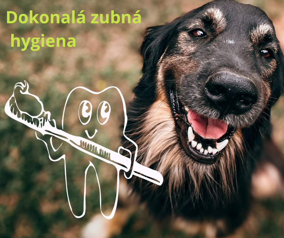 Dokonalá zubná hygiena pre psa