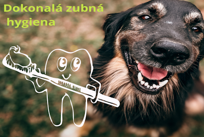 Dokonalá zubná hygiena pre psa