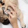Ears Wiped Pug 79882