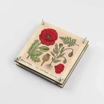 cccb9f8bc003dfe099ab32463225c025 corn poppy 1 result