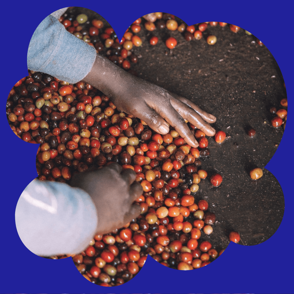 Karbonická macerace v kávě