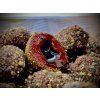 Boilie LK BAITS Nutrigo Balanc Monster Crab (Prevedenie priemer 20 mm)