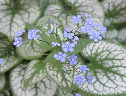 POMNĚNKOVEC - SILVER HEART