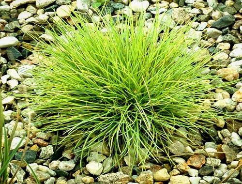 KOSTŘAVA POPELAVÁ - GOLDEN TOUPEE