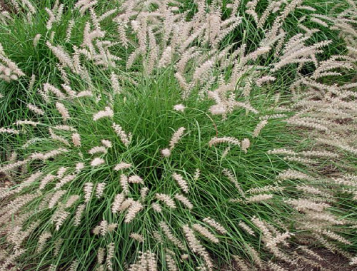 DOCHAN PSÁRKOVITÝ - FAIRY TAIL