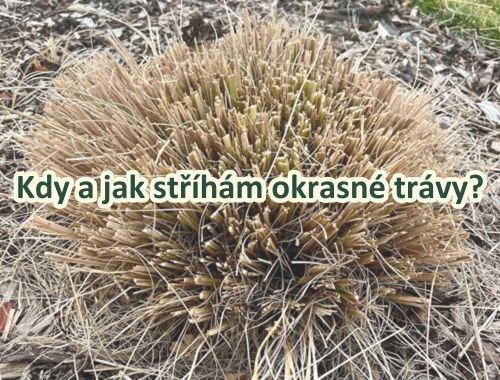 KDY A JAK STŘÍHÁM OKRASNÉ TRÁVY?