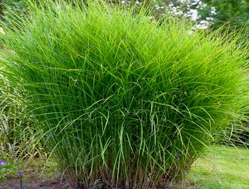 OZDOBNICE ČÍNSKÁ - GRACILLIMUS