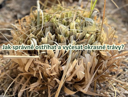 JAK SPRÁVNĚ OSTŘÍHAT A VYČESAT OKRASNÉ TRÁVY?