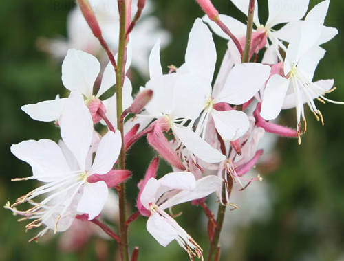 SVÍČKOVEC BUTTERFLIES