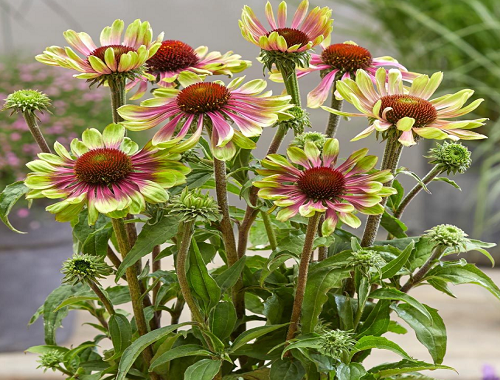 TŘAPATKA NACHOVÁ - GREEN TWISTER