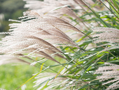 OZDOBNICE ČÍNSKÁ - GRACIELLA