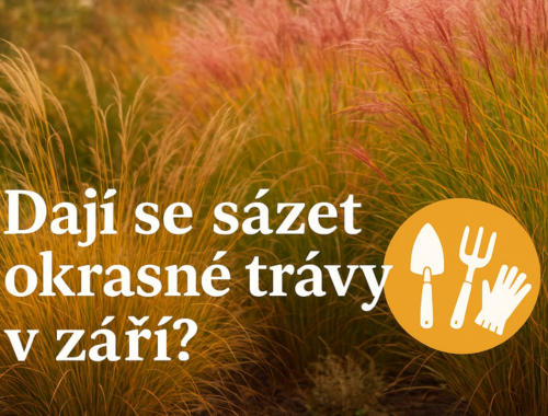 Dají se sázet okrasné trávy v září?