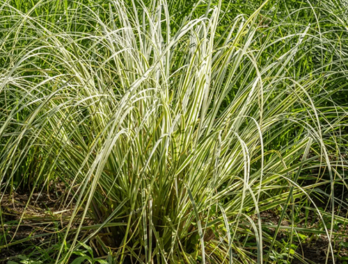 TŘTINA OSTROKVĚTÁ - OVERDAM