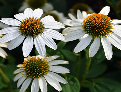 TŘAPATKA NACHOVÁ - WHITE SWAN