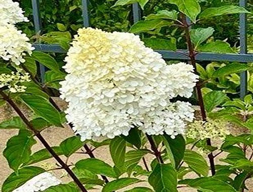 HORTENZIE LATNATÁ - VANILLE FRAISE