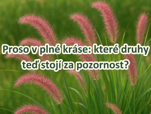 Proso v plné kráse: které druhy teď stojí za pozornost?