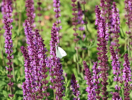 ŠALVĚJ HAJNÍ - AMETHYST