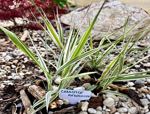 CHRASTICE RÁKOSOVITÁ