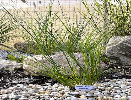 DOCHAN PSÁRKOVITÝ - HAMELN