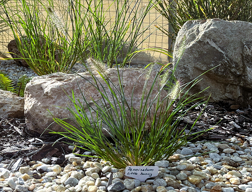 DOCHAN PSÁRKOVITÝ - LITTLE BUNNY