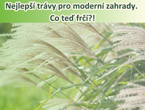 Nejlepší trávy pro moderní zahrady – co teď frčí?!