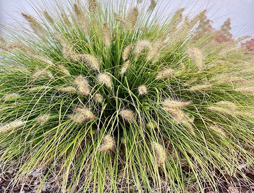 DOCHAN PSÁRKOVITÝ - HAMELN GOLD