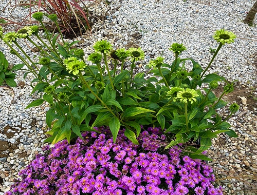 TŘAPATKA ZELENÁ - GREEN JEWEL