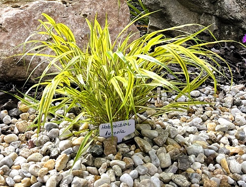 RÁKOSNÍK JAPONSKÝ - AUREOLA