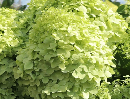 HORTENZIE LATNATÁ - LIMELIGHT