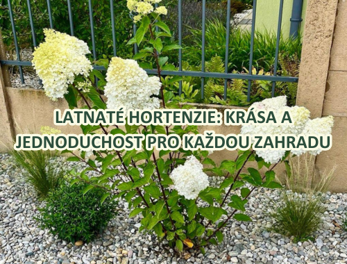 LATNATÉ HORTENZIE: KRÁSA A JEDNODUCHOST PRO KAŽDOU ZAHRADU