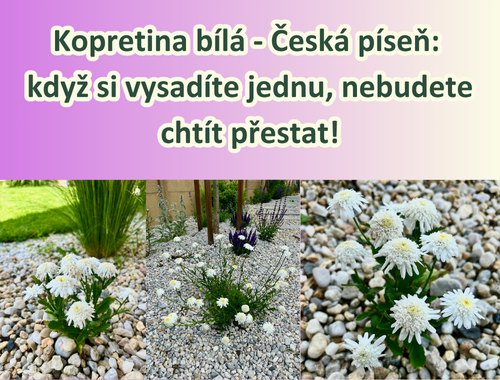 Kopretina bílá - Česká píseň: když si vysadíte jednu, nebudete chtít přestat