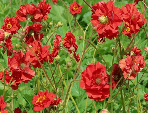 KUKLÍK CHILSKÝ - Mrs. BRADSHAW