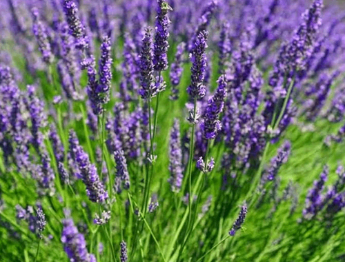 LEVANDULE FIALOVÁ - HIDCOTE