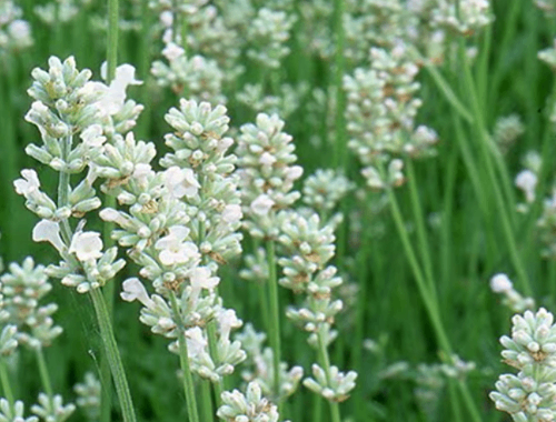 LEVANDULE BÍLÁ - WHITE SCENT